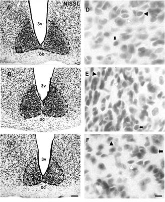 The Suprachiasmatic Nucleus and the Intergeniculate Leaflet of the Flat-Faced Fruit-Eating Bat (Artibeus planirostris): Retinal Projections and Neurochemical Anatomy